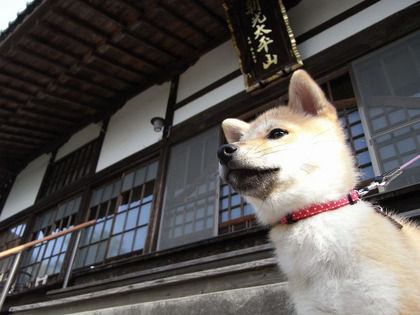 犬貼るお-239
