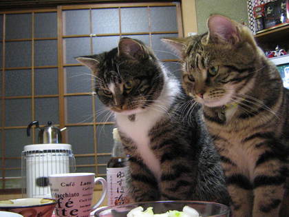 動物の笑える萌え画像-029