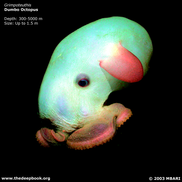 海に住む奇妙な生き物の画像-033_3