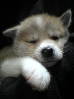 柴犬、秋田犬画像スレ-113