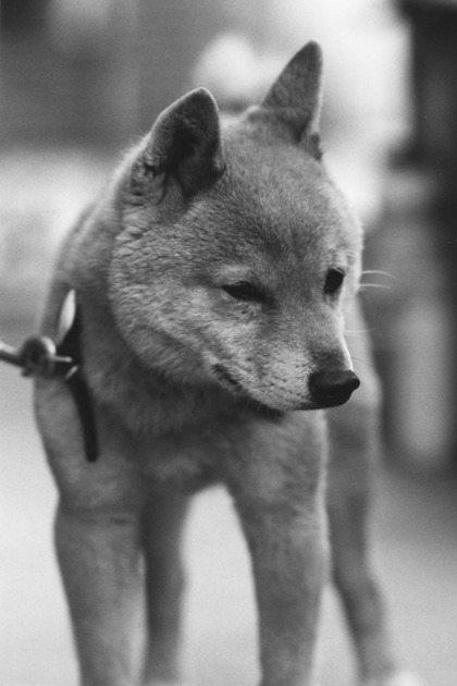 柴犬、秋田犬画像スレ-161