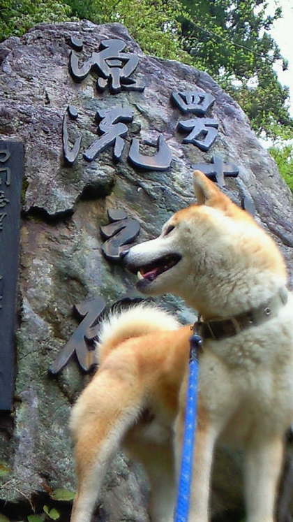 柴犬、秋田犬画像スレ-133