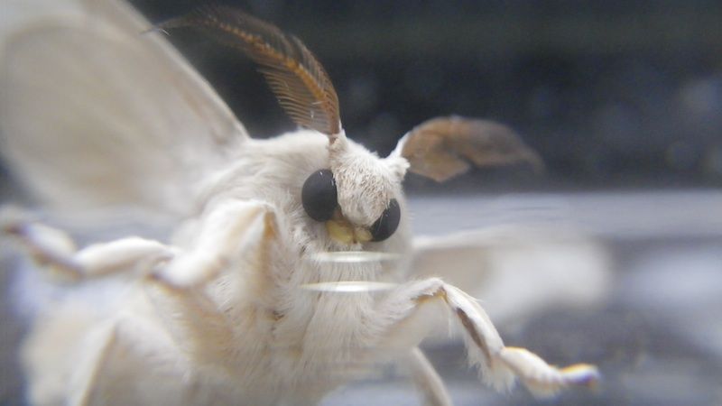 閲覧注意 飼ってたカイコがいつのまにか羽化してたwwwww ブログ太郎 閲覧注意 飼ってたカイコがいつのまにか羽化してたwwwww ブログ太郎
