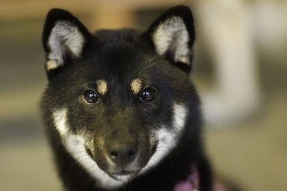 犬貼るお-186
