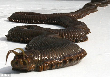 海に住む奇妙な生き物の画像-052_1