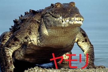 ヤモリの画像-026