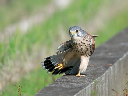 鳥の画像ください-072_1