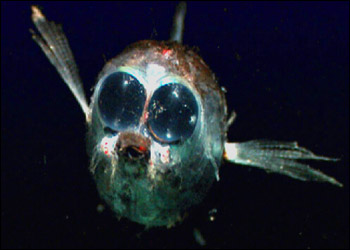 海に住む奇妙な生き物の画像-003_1