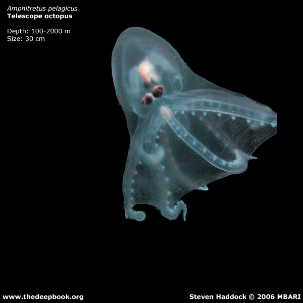 海に住む奇妙な生き物の画像-033_5