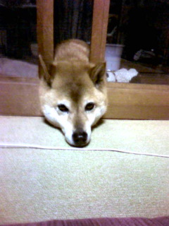 柴犬、秋田犬画像スレ-106