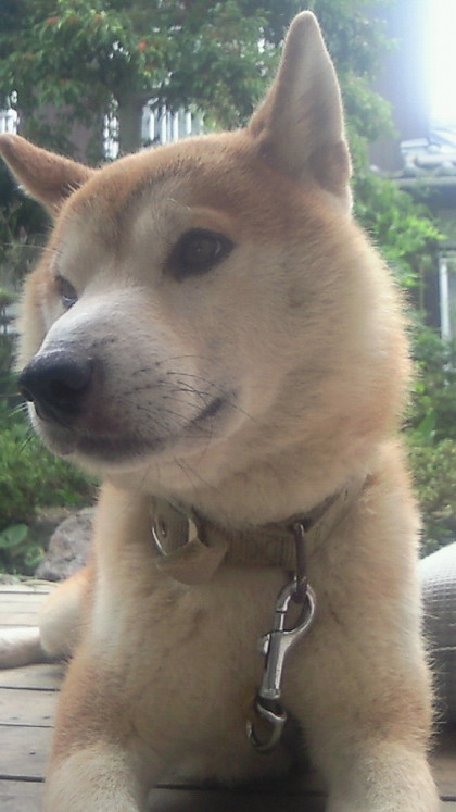 柴犬、秋田犬画像スレ-142_1
