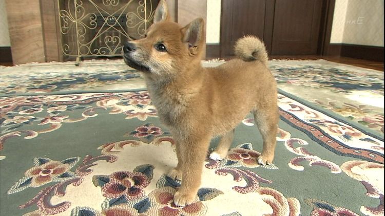 犬貼るお-071