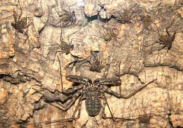 お前らが怖いと思った生物-127