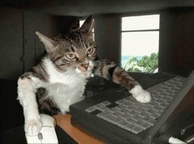 a070719cat-pc3