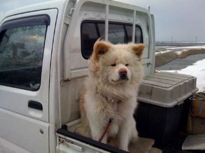 柴犬、秋田犬画像スレ-010
