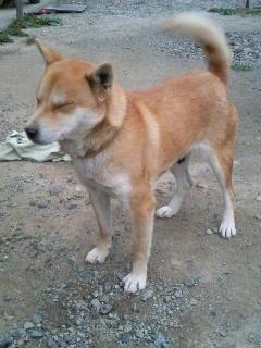 柴犬、秋田犬画像スレ-053