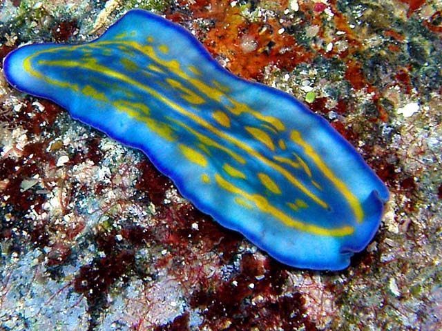 海に住む奇妙な生き物の画像-042_1