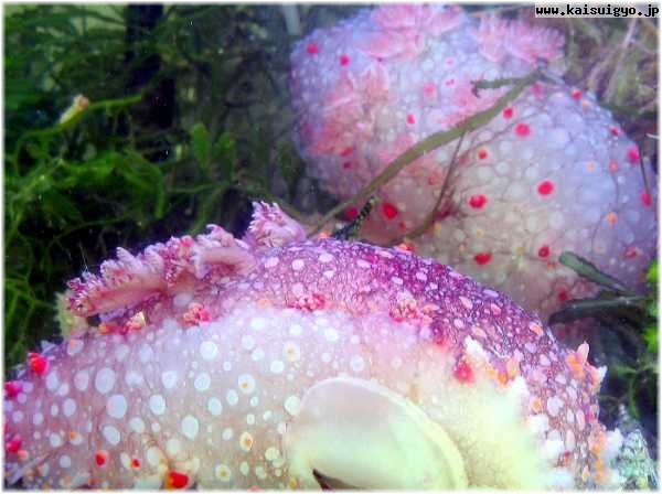 海に住む奇妙な生き物の画像-046_2