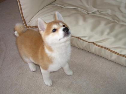 柴犬、秋田犬画像スレ-095_3