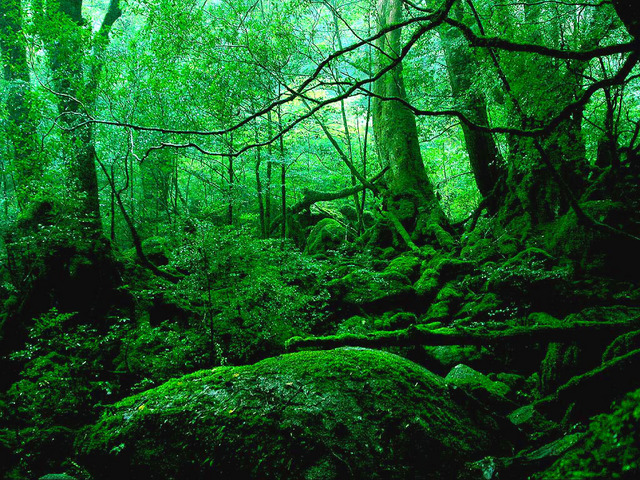 屋久島2