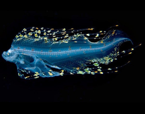 海に住む奇妙な生き物の画像-027_1