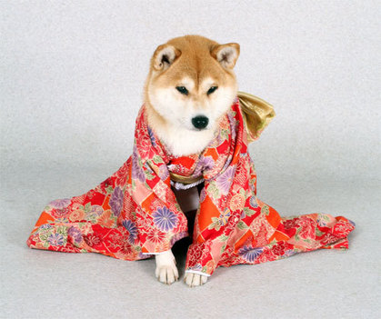 柴犬、秋田犬画像スレ-076