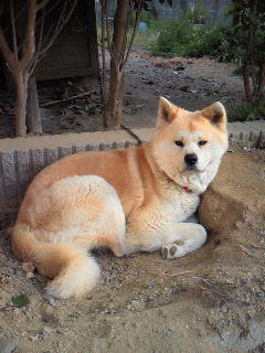 柴犬、秋田犬画像スレ-082