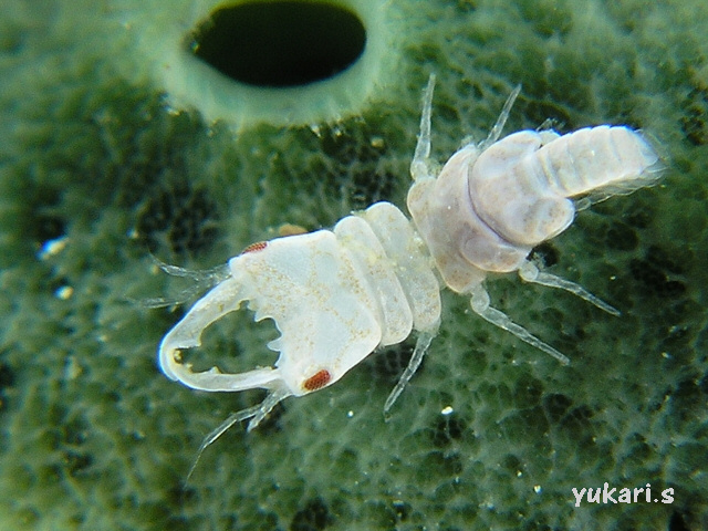 海に住む奇妙な生き物の画像-030_3