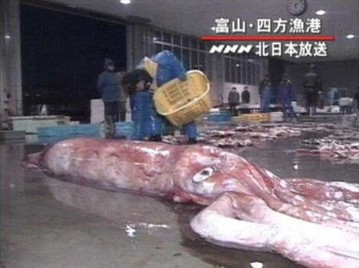 巨大生物koe-018