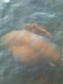 海に住む奇妙な生き物の画像-024