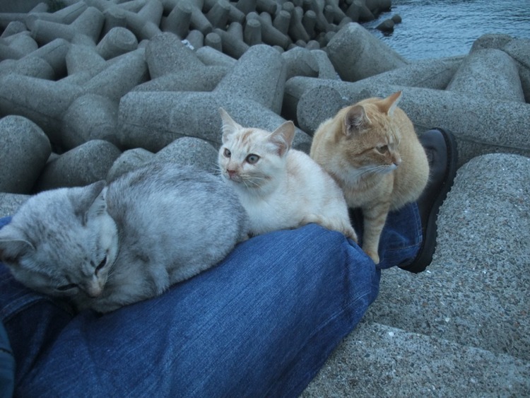 猫飼いたくなるね-025