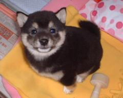 柴犬、秋田犬画像スレ-051