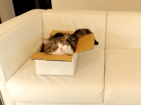 猫飼いたくなるね-069