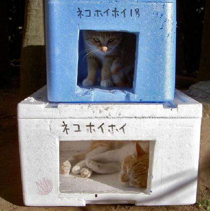 動物の笑える萌え画像-031_1