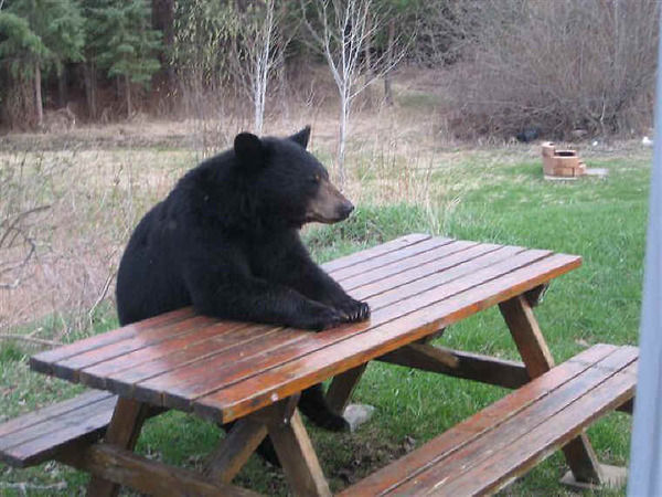 aaa-A-beer-please
