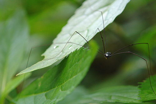 お前らが怖いと思った生物-675