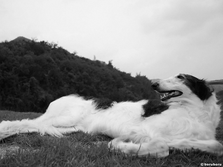 犬貼るお-228