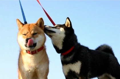 柴犬、秋田犬画像スレ-181_1