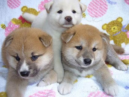 柴犬、秋田犬画像スレ-093_4
