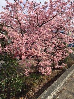 お花☆