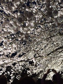 野川桜