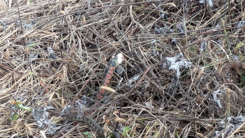 PXL_20251106_035342965