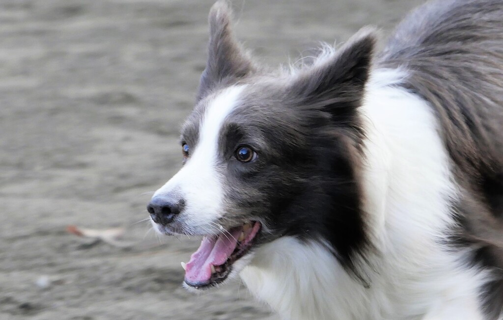 呼んだら尻尾を振って側に来る 尾も白い奴等