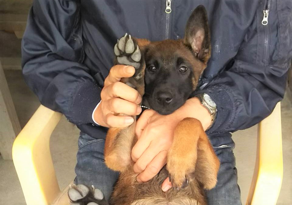 仔犬はいいね 尾も白い奴等