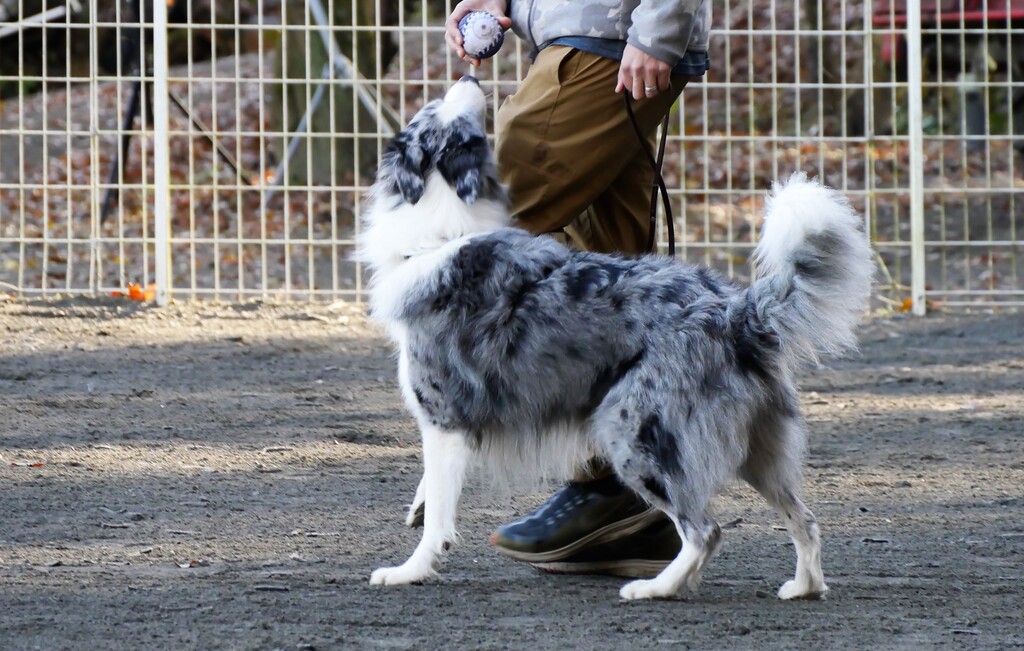 呼んだら尻尾を振って側に来る 尾も白い奴等