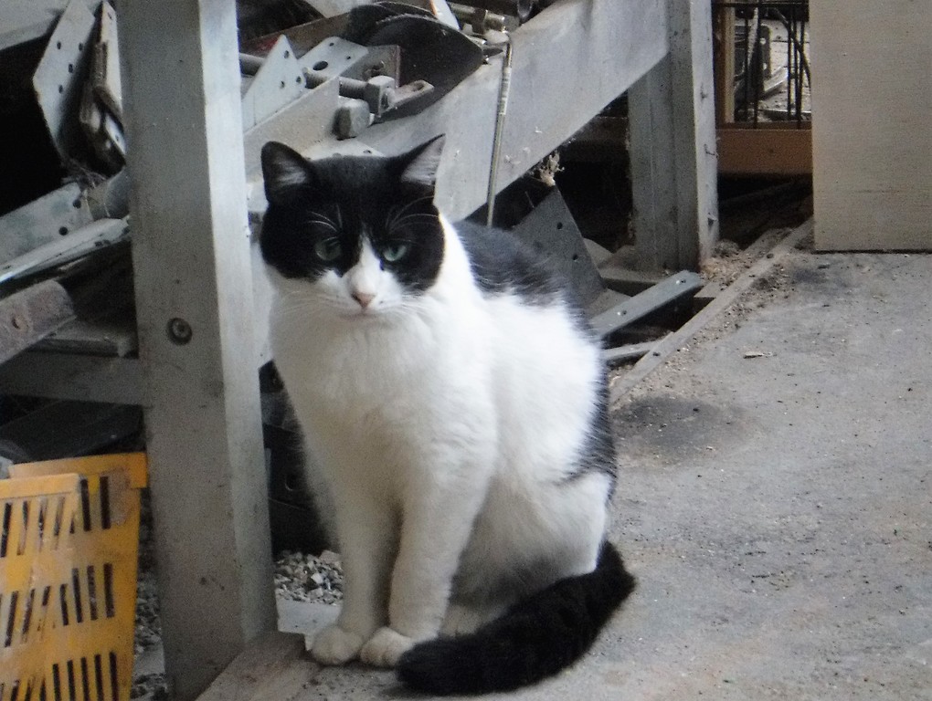 旨けりゃいいじゃん 尾も白い奴等