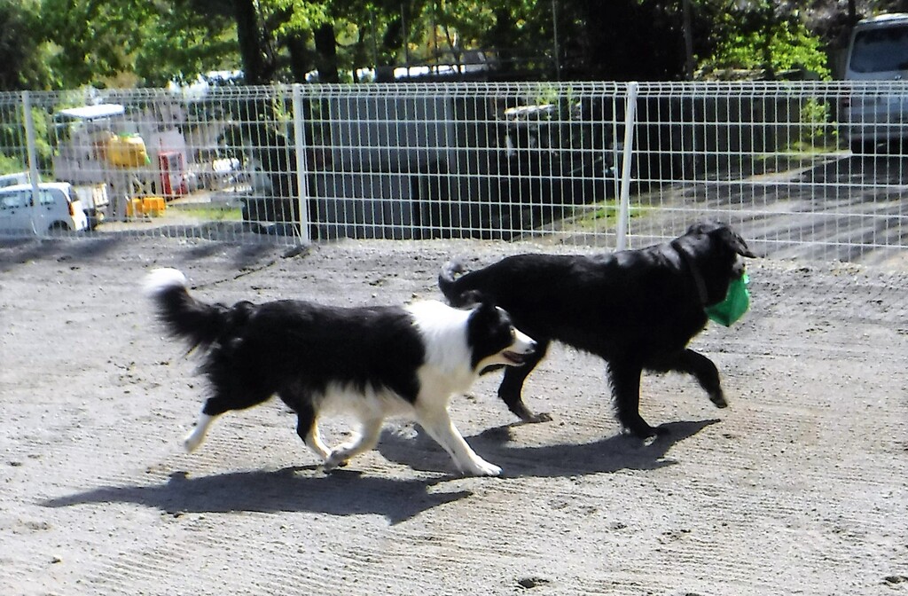 3蜜を避けて犬と遊ぼう 尾も白い奴等