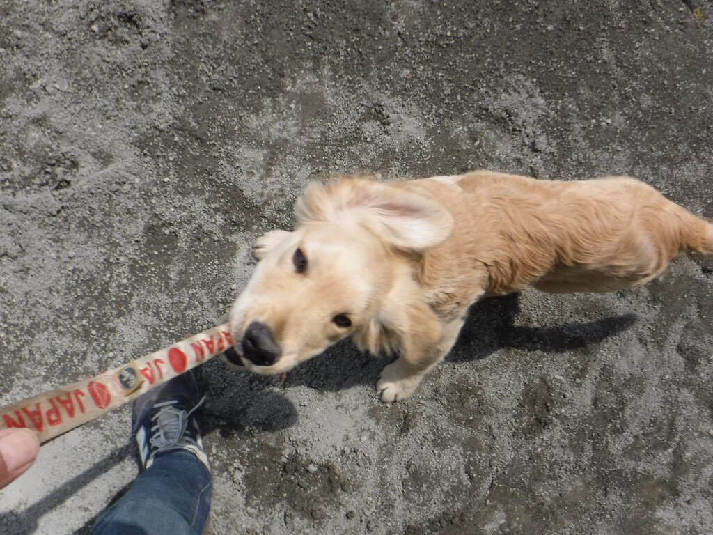 逞しく育て 尾も白い奴等