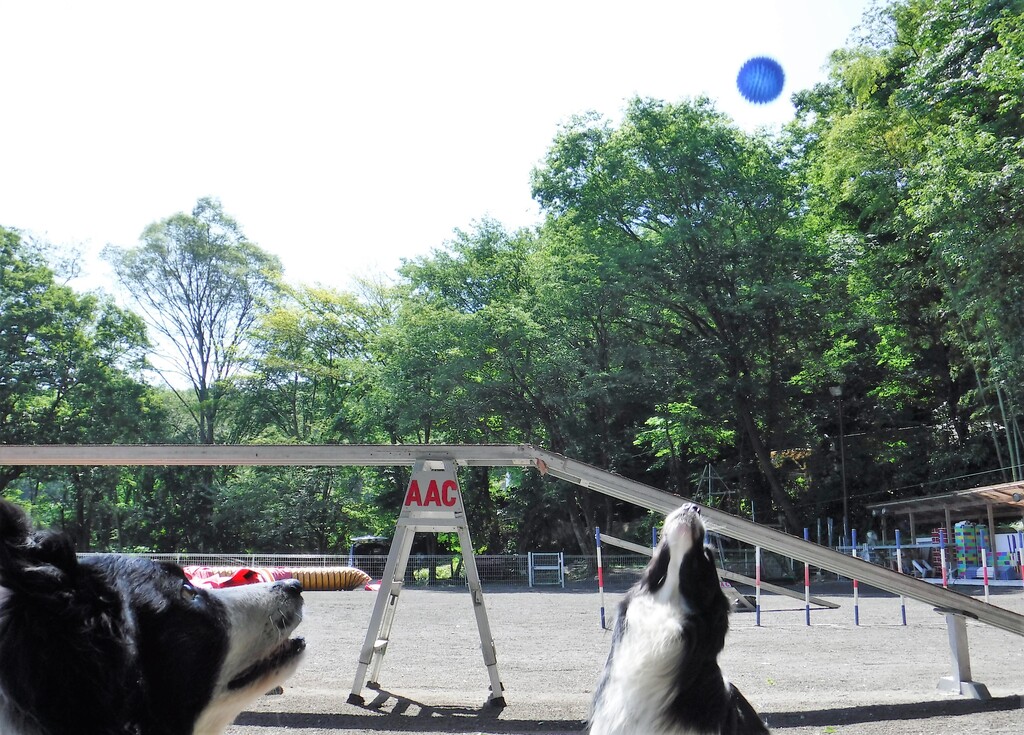 釈然としません 尾も白い奴等 釈然としません 尾も白い奴等