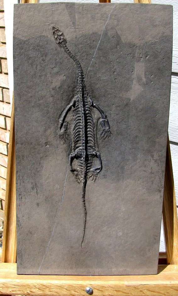 限定価格セール ケイチョウサウルス 化石 インテリア小物 Nespag Org